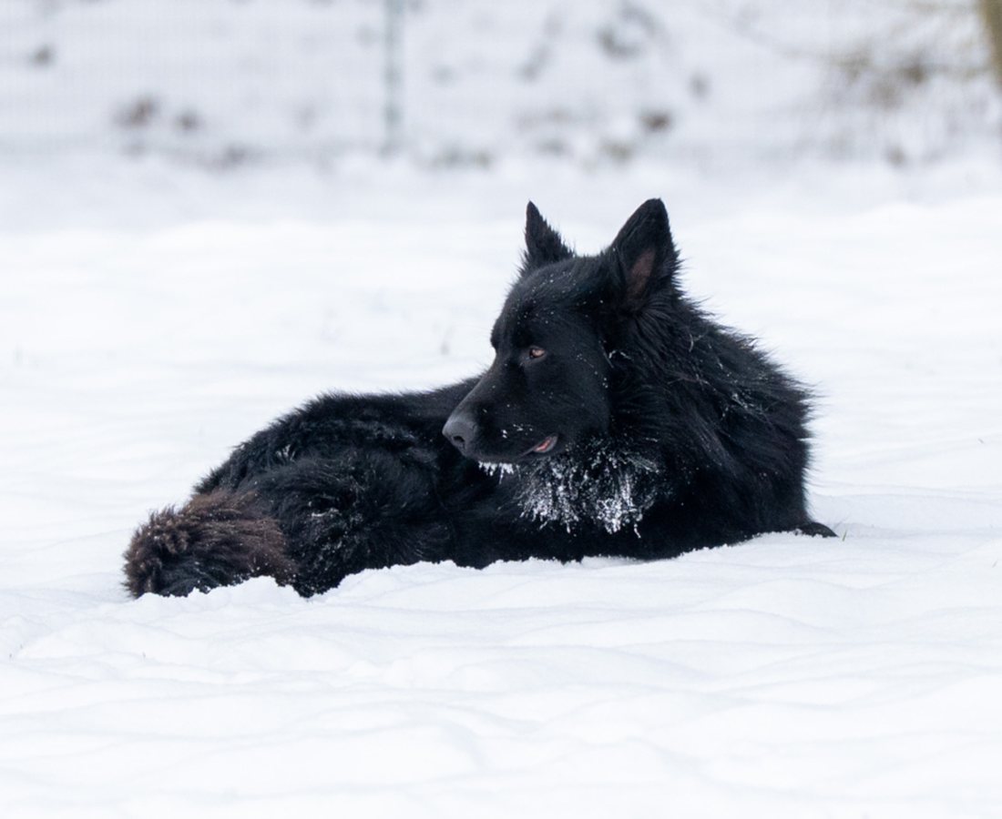 Altdeutscher Schäferhund noir à poil long de l'élevage du Domaine des Orgeries en Mayenne