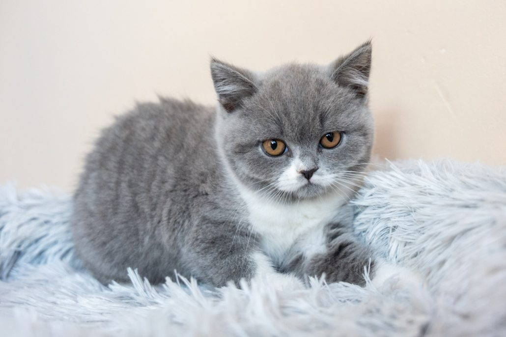 Chaton British Shorthair — Domaine des Orgeries en Mayenne