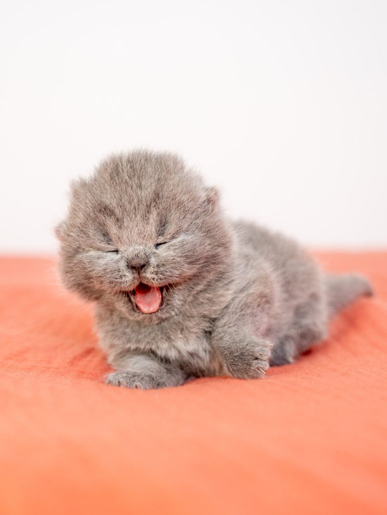 Tout jeune chaton British Shorthair — Domaine des Orgeries