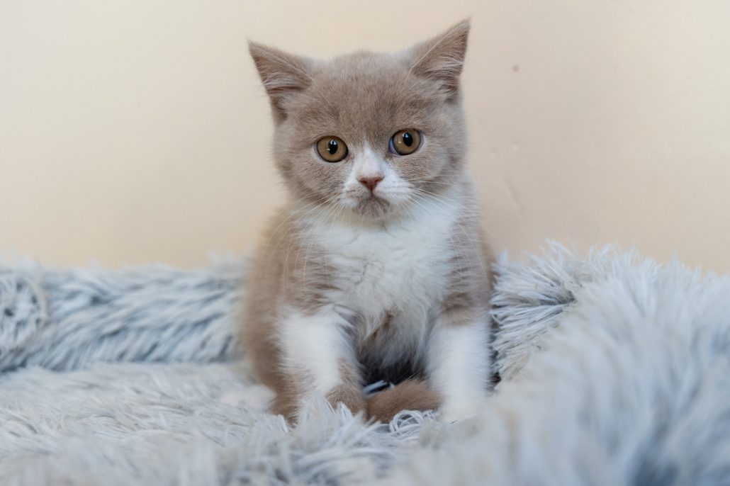 Chaton British Shorthair bicolore — Domaine des Orgeries