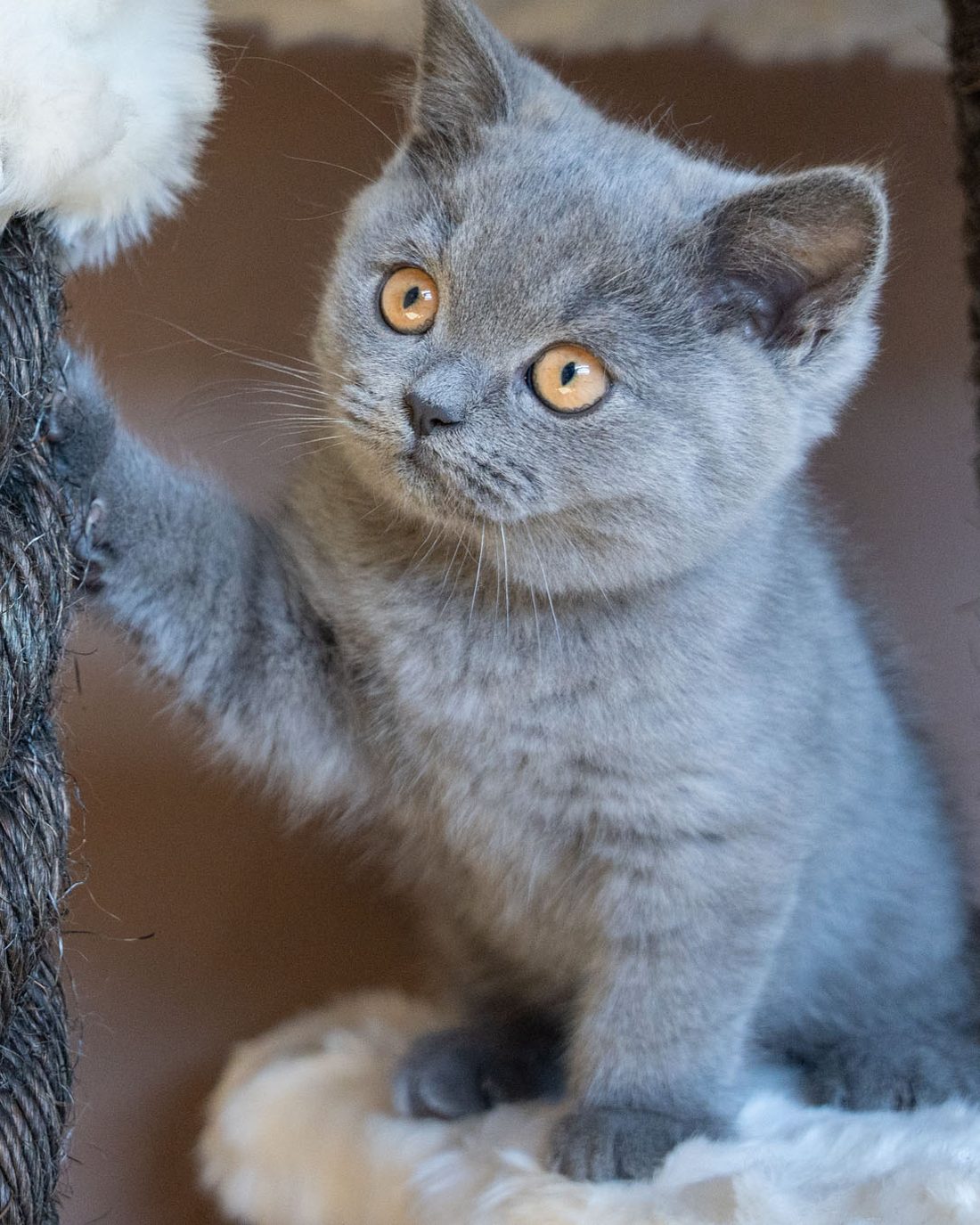 Chaton British Shorthair gris aux yeux cuivrés de l'élevage du Domaine des Orgeries