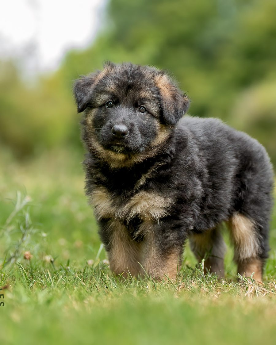 Chiot Altdeutscher Schäferhund dans l'herbe à l'élevage familial du Domaine des Orgeries