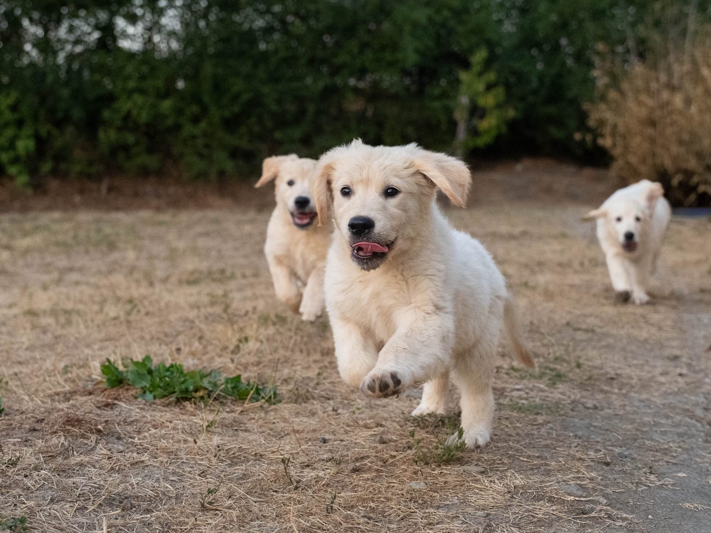 Chiot Golden Retriever en pleine course — Domaine des Orgeries en Mayenne