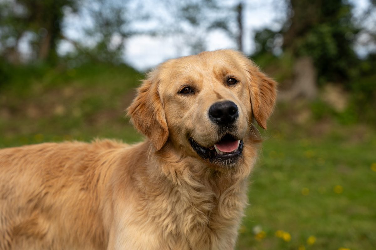 Golden Retriever de l'élevage Domaine des Orgeries en Mayenne