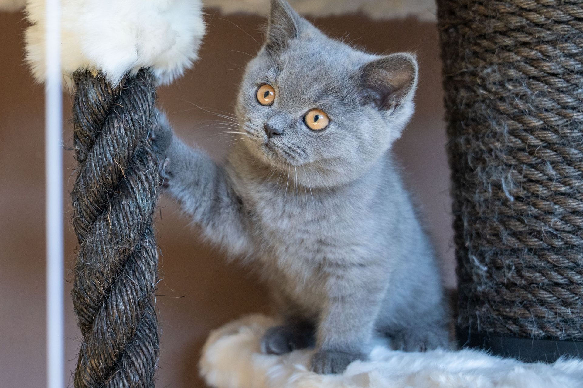 Chaton British Shorthair bleu de l'élevage Domaine des Orgeries en Mayenne