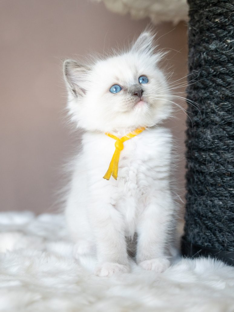 Chaton Ragdoll du Domaine des Orgeries en Mayenne