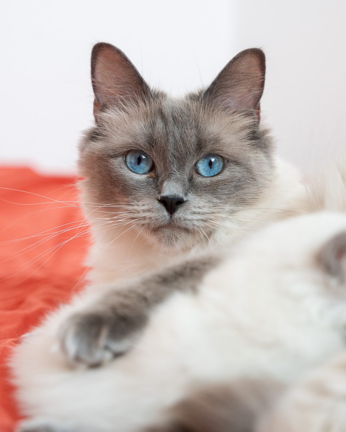 Ragdoll blue point aux yeux bleus et son chaton — élevage du Domaine des Orgeries