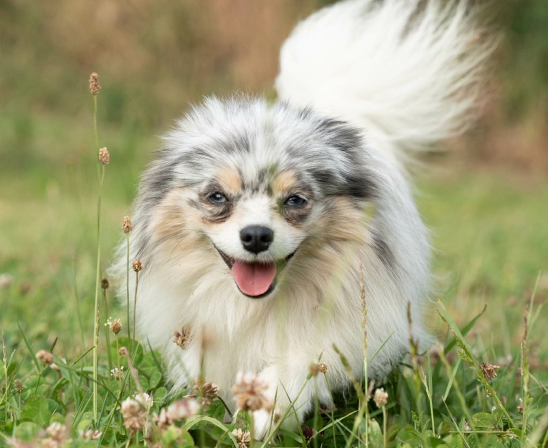 Spitz allemand de l'élevage du Domaine des Orgeries en Mayenne